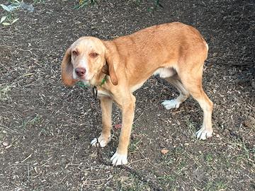 Cani da cinghiale