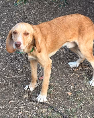 Cani da cinghiale