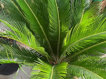Cycas