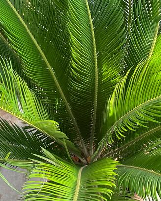 Cycas