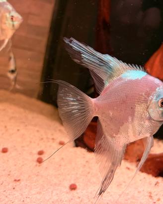 Pesci e acquario 350 litri