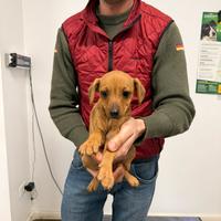 Cucciola incrocio bassotto per Pinscher