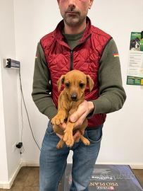 Cucciola incrocio bassotto per Pinscher