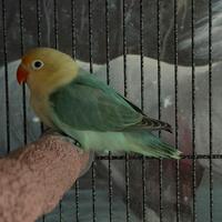 Coppia inseparabili Fischer