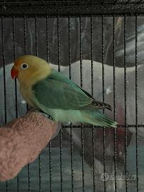 Coppia inseparabili Fischer