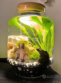 Mini acquario in boccia