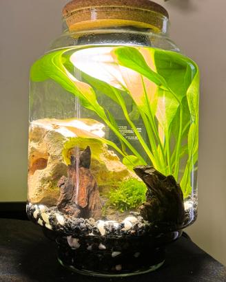 Mini acquario in boccia