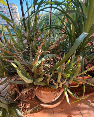 Aloe Vera