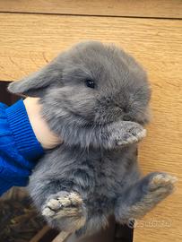 Coniglio ariete nano