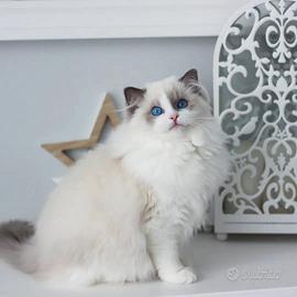 Femmina ragdoll blue bicolour