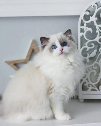 Femmina ragdoll blue bicolour