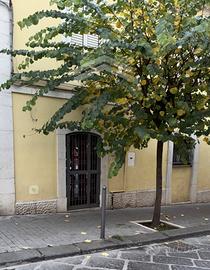 Appartamento - Campobasso