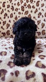 Barboncino Toy Maschietto