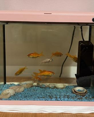 Acquario con pesci