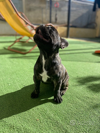 Bulldog francese