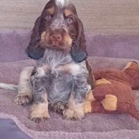 Cucciolo Cocker spaniel inglese
