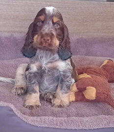 Cucciolo Cocker spaniel inglese