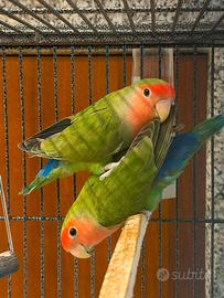Inseparabili
