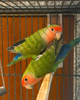 Inseparabili