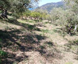 Terreno agricolo a Naso