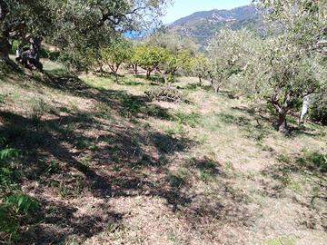 Terreno agricolo a Naso