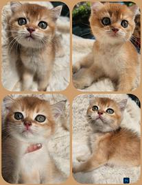 meraviglioso cucciolo maschio british shorthair  p