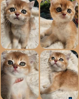 meraviglioso cucciolo maschio british shorthair  p
