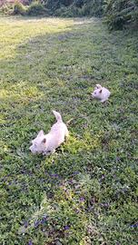 West Highland White Terrier