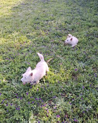 West Highland White Terrier