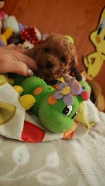 Barboncino Toy e mini