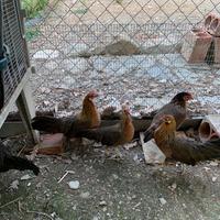 Galline ornamentali phoenix