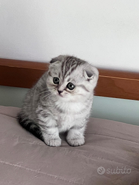 Scottish Fold femmina