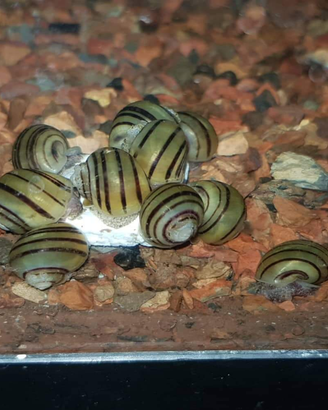 Asolene spixi