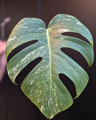 Monstera Deliciosa Variegata 