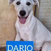 Cuccioli 4 mesi taglia media