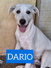 Cuccioli 4 mesi taglia media