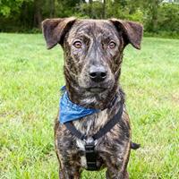 Cane maschio dolce bravo con tutti tigrato