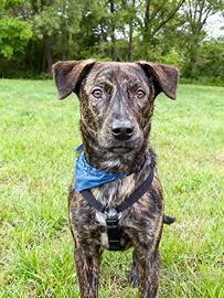 Cane maschio dolce bravo con tutti tigrato