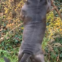 American bully