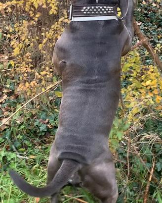 American bully
