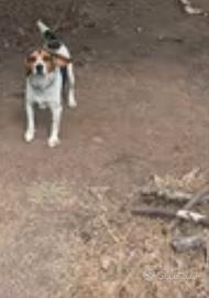 Beagle bassotto