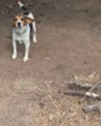 Beagle bassotto