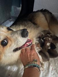 Welsh Corgi pembroke