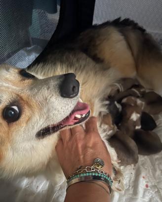 Welsh Corgi pembroke