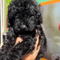 Cuccioli di barboncini