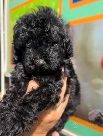 Cuccioli di barboncini