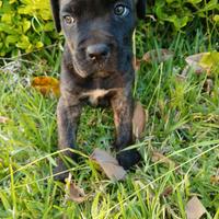 Cucciole di cane corso