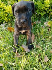Cucciole di cane corso