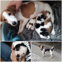 Cucciolo Jack russell