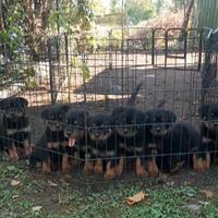 Cuccioli rottweiler